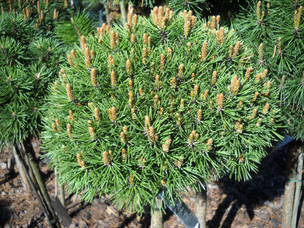Pinus pseudopumilio Pavlinka